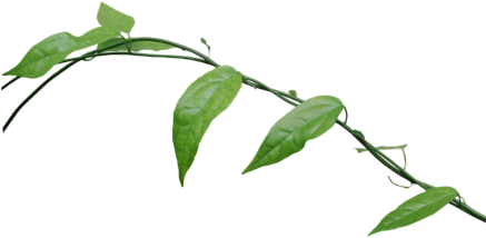 Treescapes Pte. Ltd.