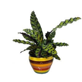 Calathea insignis