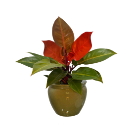 Philodendron ‘Red Congo’