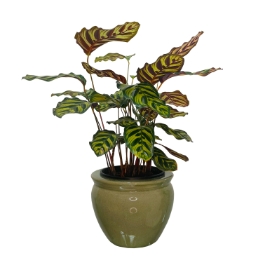 Calathea mokoyana